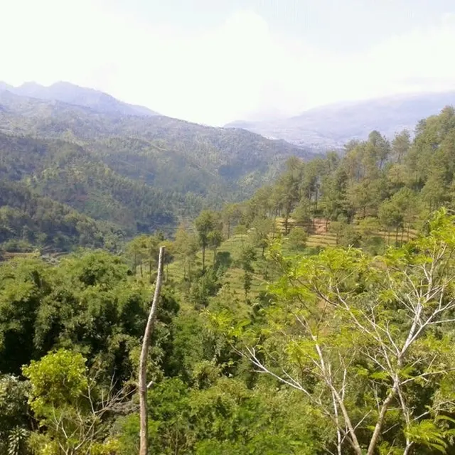 Babi ngepet
