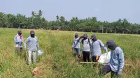 Penjelasan Kementan Terkait Antisipasi Gagal Panen Petani di Pringsewu