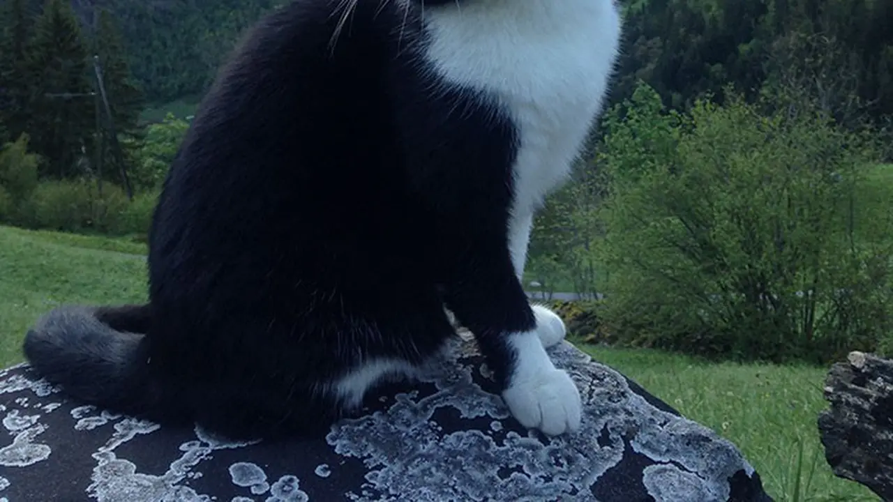 [Bintang] Kucing 
