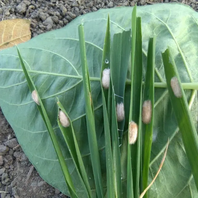 Hama Penggerak Batang Padi ( PBP) merupakan hama utama pada tanaman padi. Kerugian hasil akibat serangan hama ini cukup besar, dengan menurunkan kuantitas dan kualitas produksi padi.