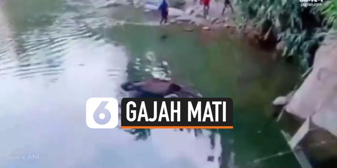 VIDEO: Viral, Gajah Hamil Mati Akibat Makan Nanas Berisi Petasan
