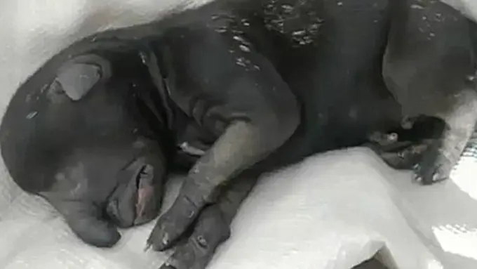 Ngeri! Hewan Mutan Kini Mulai Bermunculan di Argentina