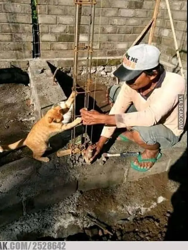 6 Potret Kucing Jadi Tukang Bangunan Ini Bikin Ketawa Geli