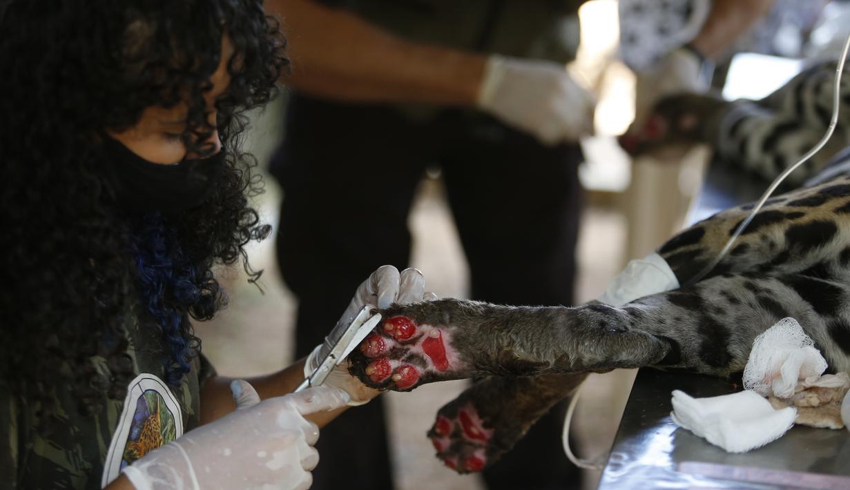 Para staf merawat seekor macan tutul yang terluka di sebuah pusat perlindungan satwa di Negara Bagian Goias, Brasil (27/9/2020). Kebakaran hutan di lahan basah Pantanal terus meluas hingga mengancam kehidupan satwa liar dan lingkungan sekitar. (Xinhua/Lucio Tavora)