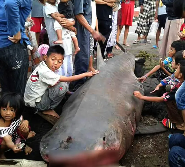 Seekor hiu macan ditemukan mati terperangkap jaring nelayan Kampung Batu Cabodo, Bissappu, Kabupaten Bantaeng, Sulsel. (Liputan6.com/Eka Hakim)