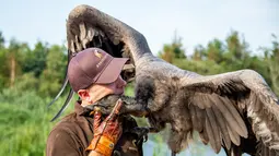 Peter Wenzel melatih burung condor muda bernama Molina di Eagle Reserve, Bindslev, Denmark, 27 Agustus 2019. Condor bisa memiliki lebar sayap 3,5 meter dan berat 15 Kg. (Henning Bagger/Ritzau Scanpix/AFP)