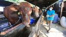 Petugas memberi makan pada hewan qurban di Juanda Depok, Jawa Barat, Selasa (20/7/2021). Pembagian daging kurban secara door to door sangat membantu masyarakat yang terdampak pandemi Covid-19. (Liputan6.com/HO/Bon)