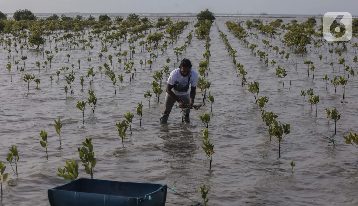 Sejak tahun 2023 lalu, PT. Kilang Pertamina Internasional Project Balongan telah menanam 110 ribu bibit mangrove di area seluas 10 hektar. (Liputan6.com/Angga Yuniar)