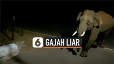 Thumbnail gajah liar masuk desa india