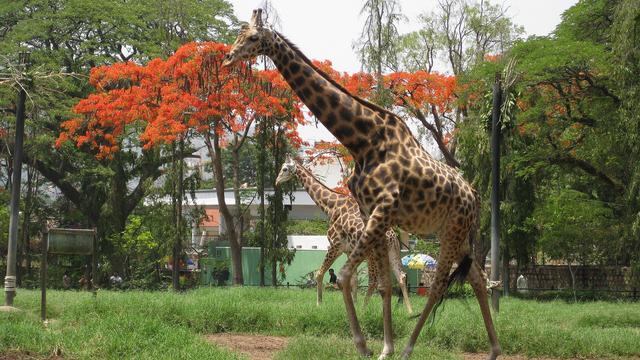 Sri Chamarajendra Zoological Gardens