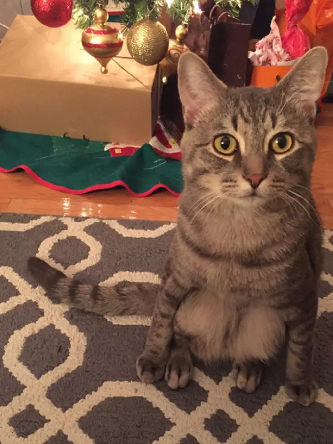 Wilbur, Si Kucing yang Hobi Jongkok