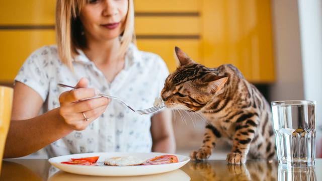 Cat Eating