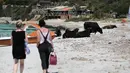 Pengunjung melintas di dekat kawanan sapi yang sedang berjemur di pantai Mare e Sol, di pulau Corsica, Prancis, Rabu (17/5). Kawanan sapi liar selalu mendatangi pantai ini setiap tahun saat musim panas. (AFP PHOTO / PASCAL POCHARD-CASABIANCA)