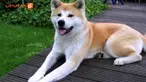 Satu penelitian menemukan, anjing akan membalas semua kebaikan dan kasih sayang sang majikan lima kali lebih besar daripada kucing. Peneltibmenguji kadar oksitosin (hormon cinta) dari anjing dan kucing yang muncul setelah mereka bermain.