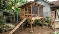9 Model Kandang Ayam Panggung Biar Aman dari Banjir dan Predator