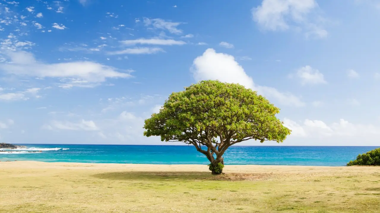 Ilustrasi berdiri teguh, pantai, alam