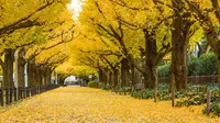 Terowongan Pohon Ginkgo di Jepang (Daily Mail)