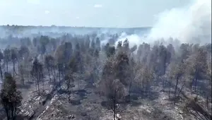 Cairan Pemadam Brasil Diuji di Kebakaran Hutan, Ini Hasil Awalnya