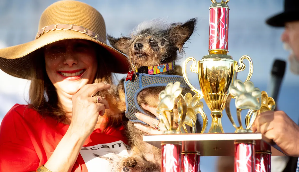 Darlene Wright mengangkat Scamp the Tramp setelah dinobatkan sebagai pemenang kontes Anjing Terjelek di Dunia atau World's Ugliest Dog di Petaluma, California, AS pada 21 Juni 2019. Scamp adalah seekor anjing jalanan yang diadopsi dan berhasil mengalahkan 18 anjing jelek lainnya. (AP/Noah Berger)