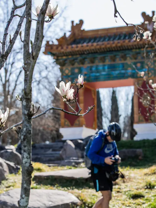 Bunga magnolia terlihat di Beijing Garden di dekat Danau Burley Griffin, Canberra, Australia (7/9/2020). Baru-baru ini, semakin banyak warga setempat yang pergi keluar untuk menikmati pemandangan bunga di Beijing Garden yang terletak di pusat kota. (Xinhua/Chu Chen)