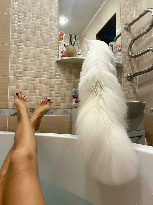 Sering Dikira Anjing, Ini 6 Potret 'Kefir' Kucing Ukuran Besar di Rusia (sumber: Instagram/yuliyamnn)