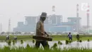 Petani berjalan di sawah di Kabupaten Tangerang, Senin (9/8/2021). Mentan Syahrul Yasin Limpo mengatakan sektor pertanian tahan terhadap dampak pandemi COVID-19 yang menyebabkan pertumbuhan ekonomi di sektor lain negatif, sementara di pertanian selalu positif. (Liputan6.com/Angga Yuniar)