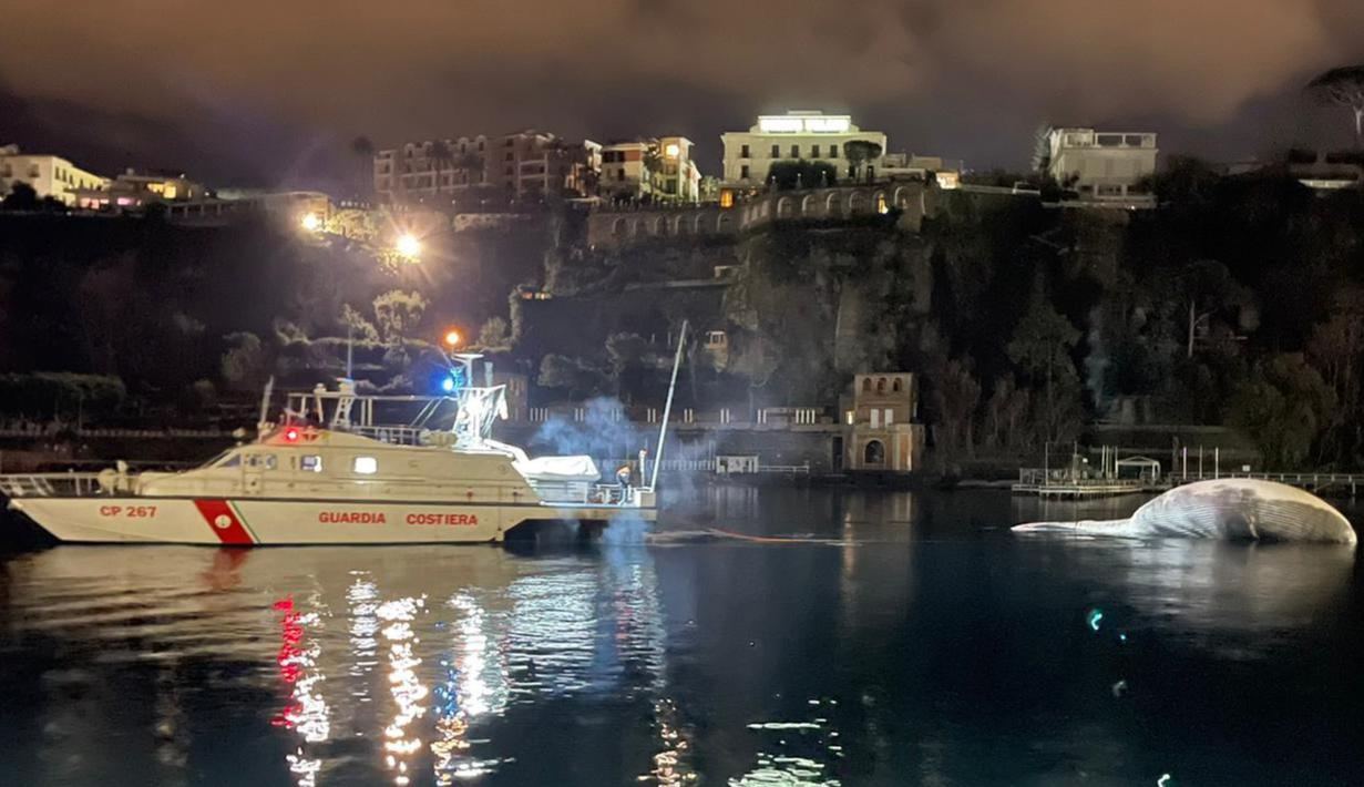 Selebaran foto pada 20 Januari 2021 menunjukkan bangkai paus berukuran besar di pelabuhan Sorrento saat ditarik oleh penjaga pantai Italia menuju pelabuhan Napoli. Bangkai paus itu akan diautopsi oleh ahli biologi kelautan dan ahli lain yang mencari penyebab kematiannya. (HO/GUARDIA COSTIERA/AFP)
