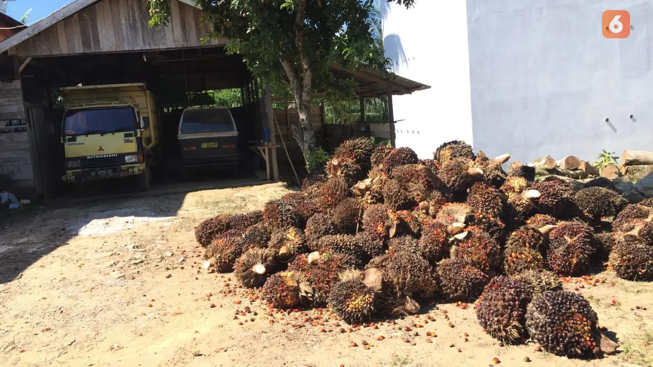 Harga TBS Kelapa Sawit Anjlok