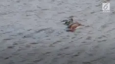 Rekaman video seekor buaya terkam impala di Kruger National Park.