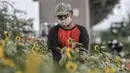 Budi (63) melakukan perawatan kebun bunga matahari di kawasan Kalimalang, Jakarta, Rabu (14/7/2021). Budi beralih profesi menjadi petani benih bunga matahari dengan memanfaatkan lahan kosong yang berada di kolong Tol Becakayu untuk menyambung hidup keluarganya. (merdeka.com/Iqbal S Nugroho)