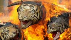  Harimau Sumatera yang diawetkan dibakar oleh Badan Konservasi Alam Aceh (BKSDA) di Aceh (23/5). Kementerian Kehutanan Indonesia memusnahkan barang bukti perdagangan satwa liar sebagai kampanye melawan perburuan Ilegal. (AFP/Chaideer Mahyuddin)