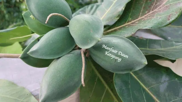 Daun ketapang/bnp.jambiprov.go.id