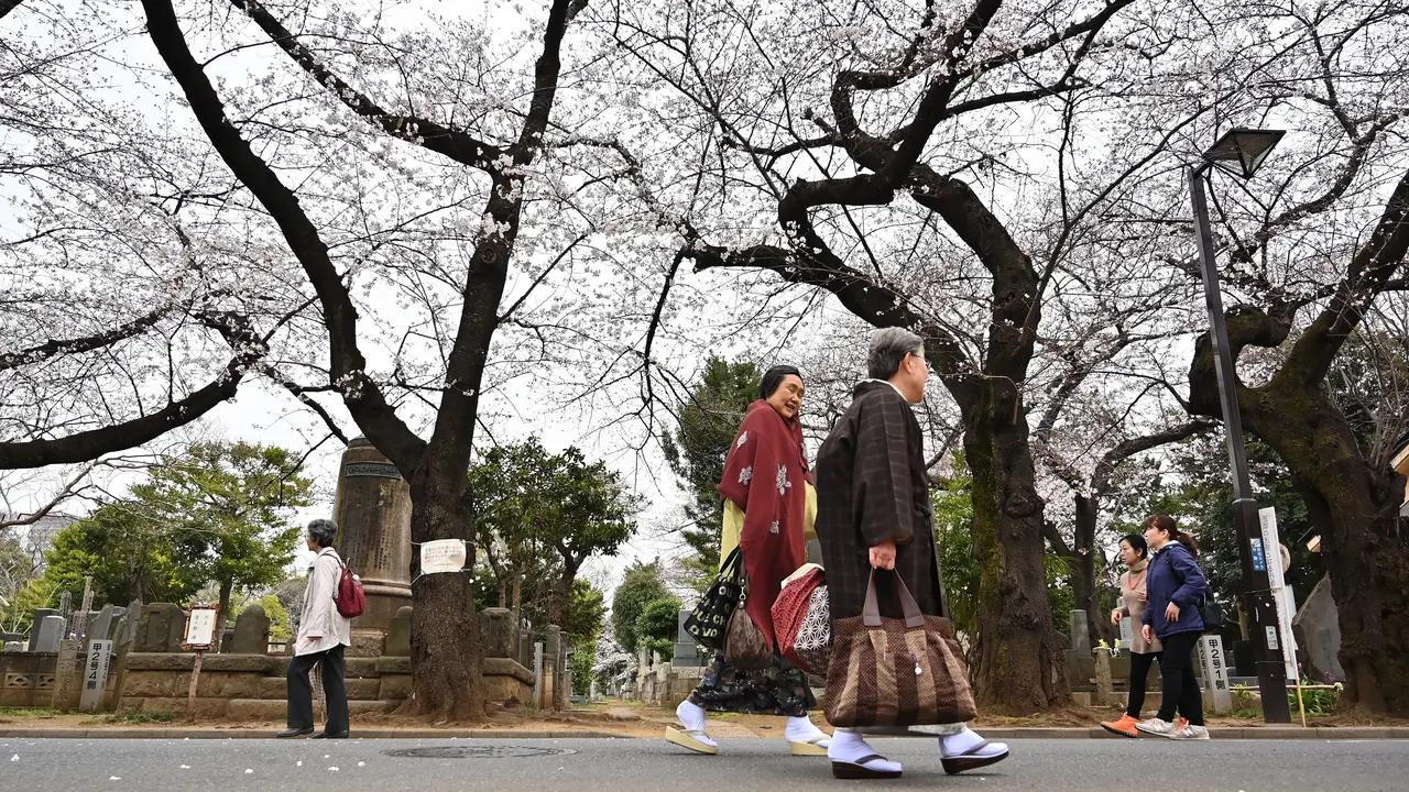 Jalan-Jalan Menikmati Pemandangan Bunga Sakura di Tokyo