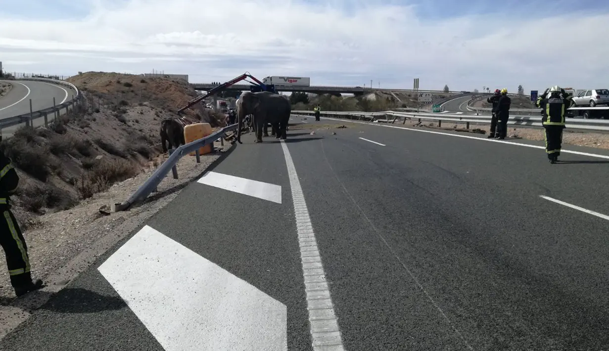Sejumlah gajah berkeliaran di ruas jalan raya setelah kendaraan pengangkut mereka mengalami kecelakaan di Provinsi Albacete, Spanyol, Senin (2/4). Kecelakaan ini membuat lalu lintas disana lumpuh selama kurang lebih dua jam. (twitter.com/PoliciaAlbacete)
