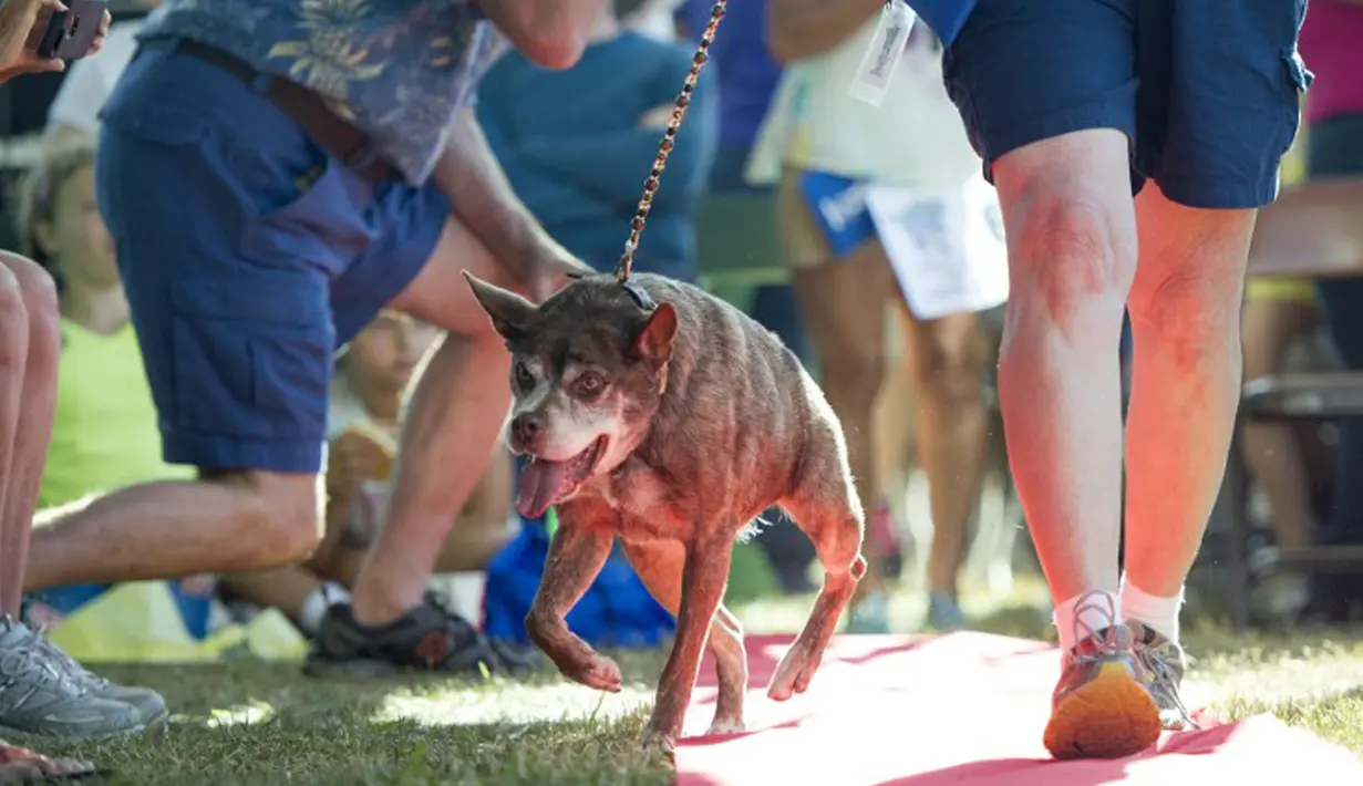 Anjing bernama Quasi Modo berjalan di red carpet saat mengikuti Kontes Anjing Terjelek di Dunia, di Petaluma, California, Jumat (26/6/2015). (AFP PHOTO/JOSH Edelson)