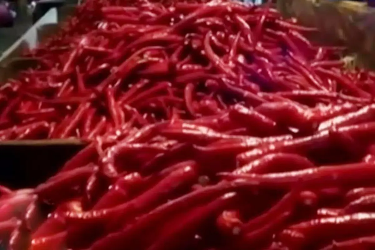 Kemarau Panjang, Harga Cabai Naik Jadi Rp 36 Ribu per Kg