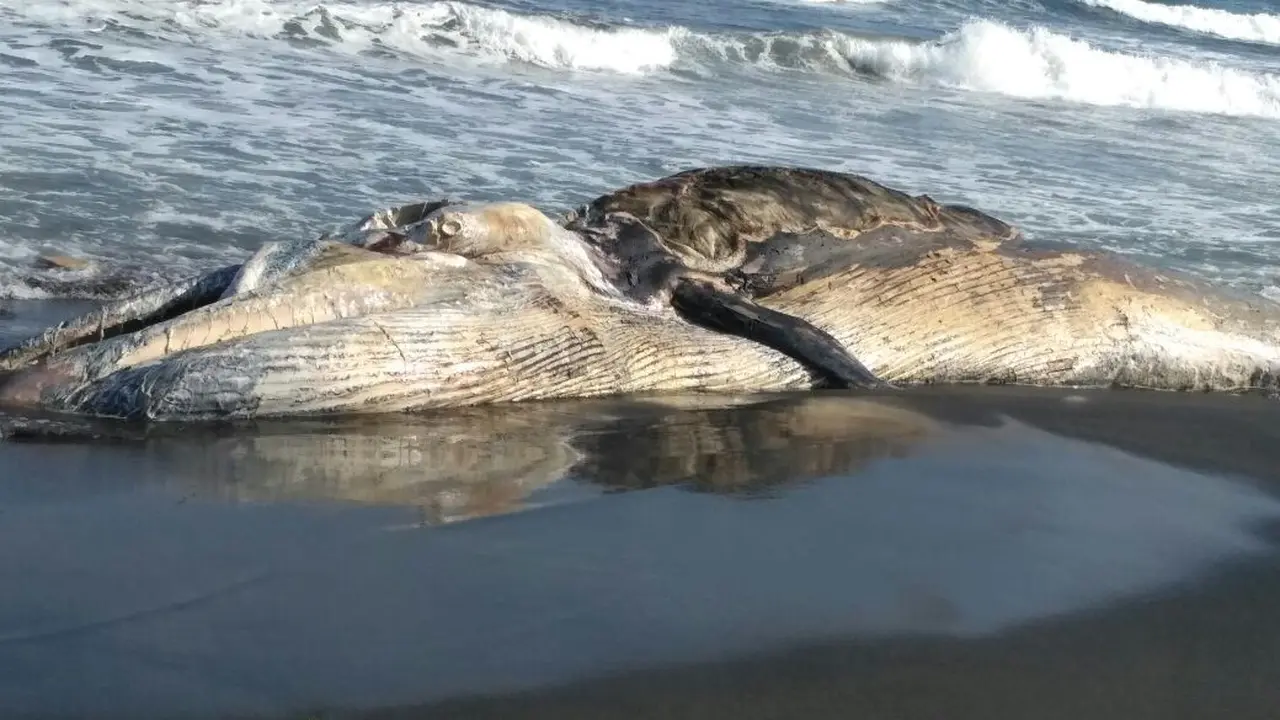 Bangkai Raksasa Diduga Paus Membusuk di Pantai Yeh Kuning 