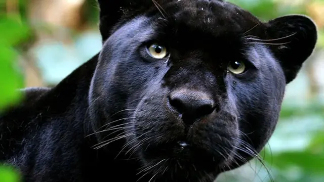 Foto: Copyright automobilein