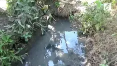 Bayi korban mutilasi ditemukan di sebuah kolam lele dengan kondisi mengenaskan. Jasad bayi ditemukan tanpa tangan dan kaki.