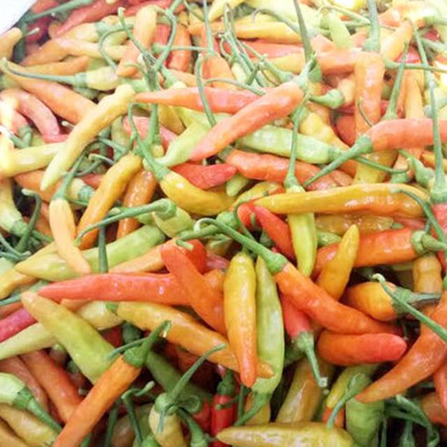 Cara Menanam Cabai Rawit Di Halaman Rumah Secara Organik Dengan Menggunakan Pot Lifestyle Liputan6 Com