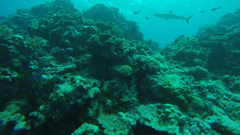 Kondisi biota laut di Bikini Atoll berdasarkan pengamatan ilmuwan Stanford University