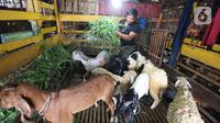 Pedagang memberi makan kambing di kios hewan ternak kawasan Buaran, Jakarta Timur, Jumat, (10/6/2022). Wabah Penyakit Mulut dan Kuku (PMK) hewan menyebabkan tutupnya sejumlah pasar hewan sehingga pedagang sulit mendapatkan kambing di pasar. (Liputan6.com/Johan Tallo)