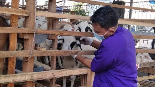 Petugas kesehatan hewan DKP3 Kota Depok