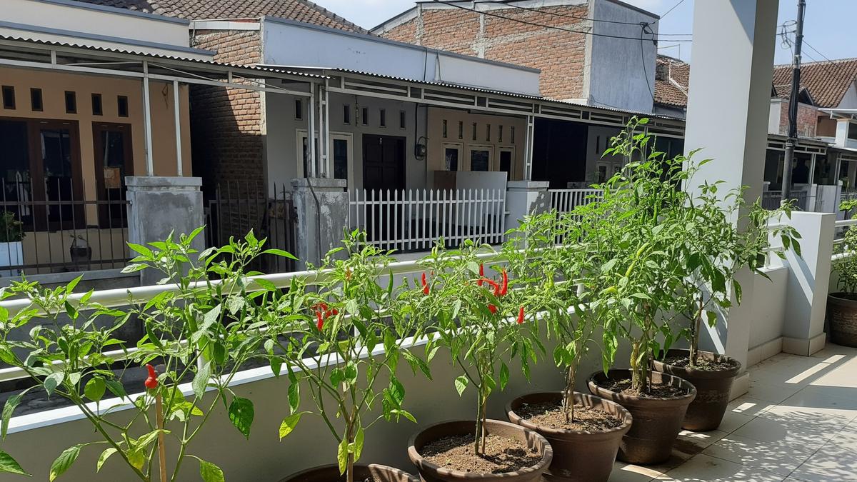 11 Cara Buat Kebun Cabai Mini Pot Panen Setiap Hari, Simak Panduan Lengkap untuk Hasil Melimpah