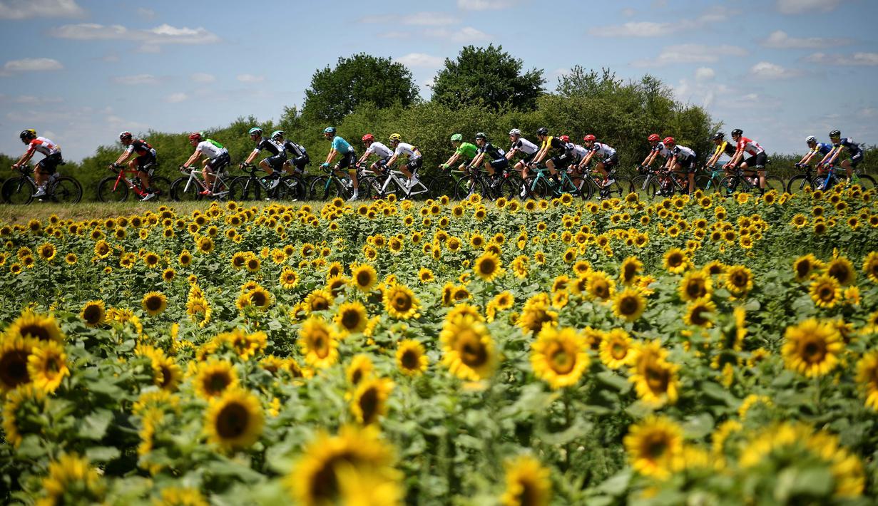 Para pebalap Tour de France saat melintas deretan bunga Matahari pada etape keempat dengan jarak tempuh 207,5 km antara Mondorf-les-Bains dan Vittel, (4/7/2017). (AFP/Lionel Bonaventure)