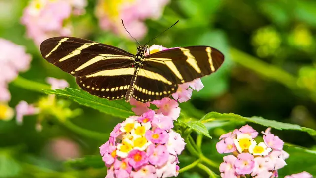 Bunga Pentas