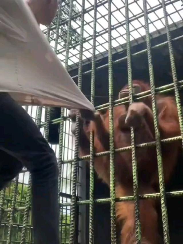 Lelaki yang ditarik orangutan demi konten meminta maaf