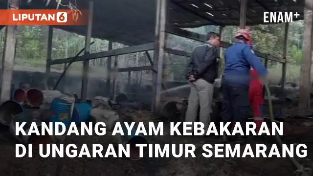 Kebakaran kandang ayam terjadi di Ungaran Timur, Kabupaten Semarang. Peristiwa terjadi pada Senin (22/7/2024) sekitar pukul 05:30 WIB