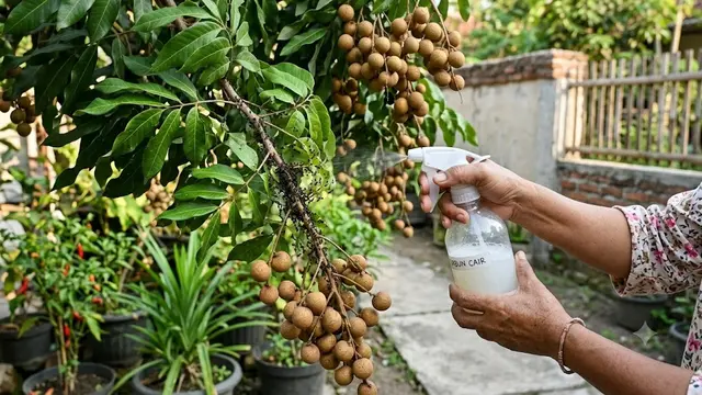 Mengusir Semut dari Tanaman Buah