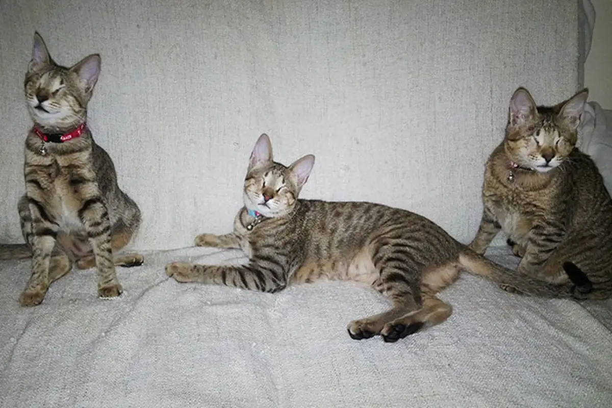 [Bintang] Tiga kucing buta 